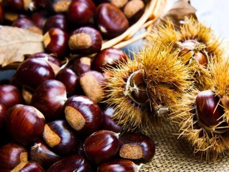 Αλεύρι από κάστανα – Η προσφορά των ΤΕΙ στη διατροφή μας